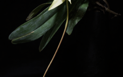 02-L’Orologiaio Cieco – Meccanismo e Evidenze della Selezione Naturale