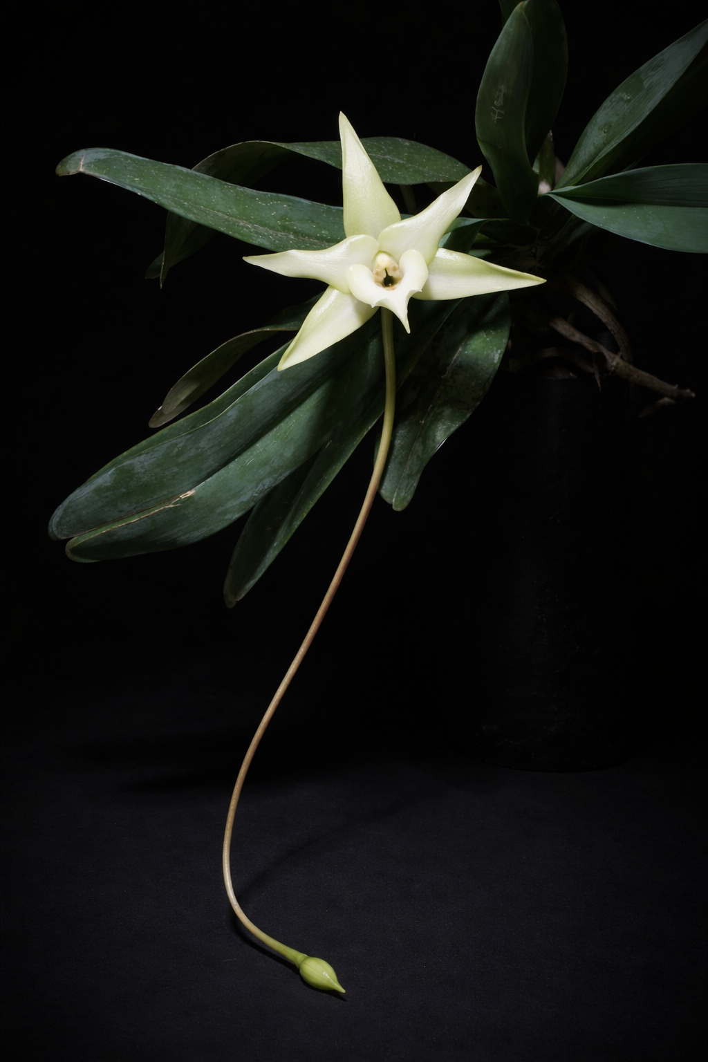 Angraecum sesquipedale — l'orchidea di Darwin dal Madagascar